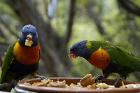 Maleisie En Java 2018 04 - Kuala Lumpur - Bird Park 31
