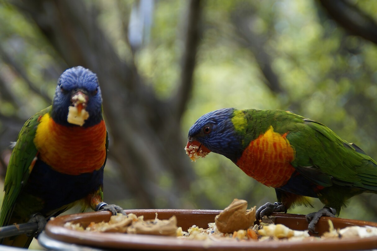 Maleisie En Java 2018 04 - Kuala Lumpur - Bird Park 31