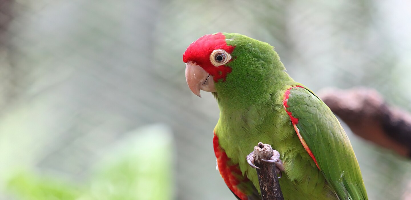 Maleisie En Java 2018 04 - Kuala Lumpur - Bird Park 32