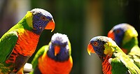 Maleisie En Java 2018 04 - Kuala Lumpur - Bird Park 33