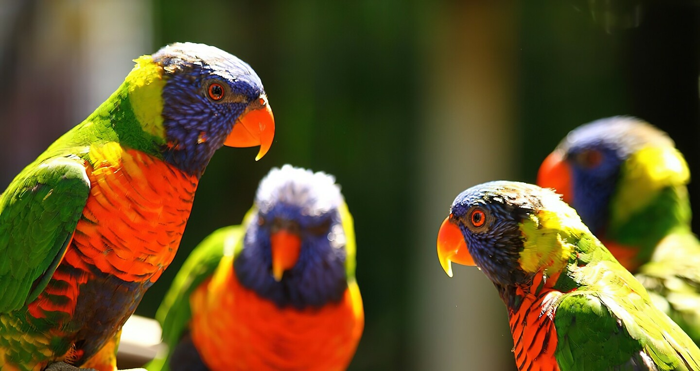 Maleisie En Java 2018 04 - Kuala Lumpur - Bird Park 33