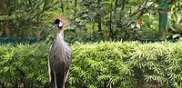 Maleisie En Java 2018 04 - Kuala Lumpur - Bird Park 34