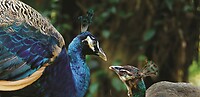Maleisie En Java 2018 04 - Kuala Lumpur - Bird Park 35