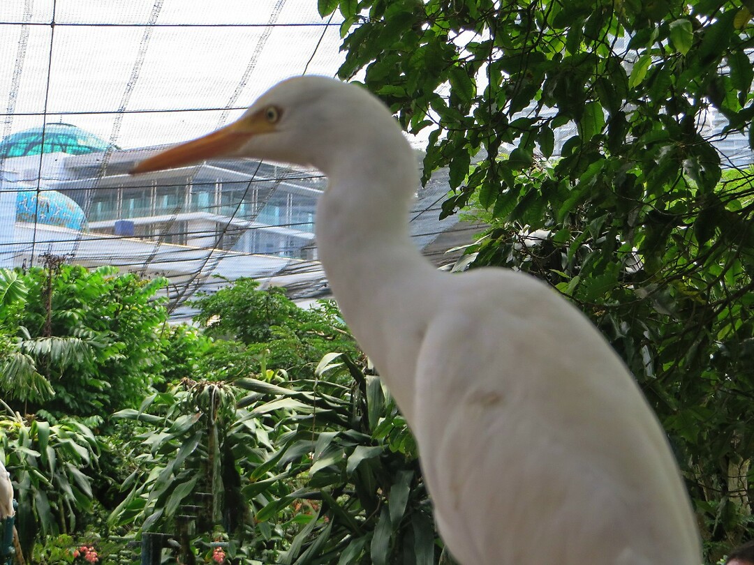 Maleisie En Java 2018 04 - Kuala Lumpur - Bird Park 36