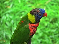 Maleisie En Java 2018 04 - Kuala Lumpur - Bird Park 38