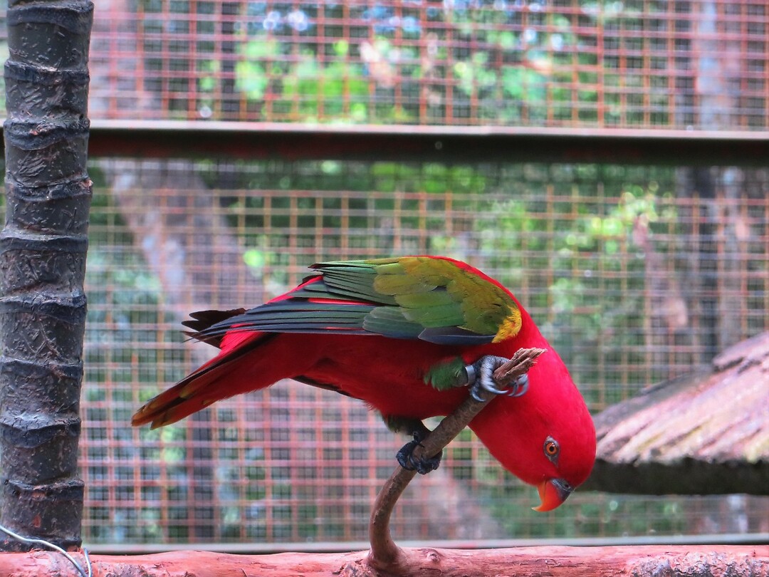 Maleisie En Java 2018 04 - Kuala Lumpur - Bird Park 39
