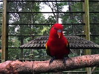 Maleisie En Java 2018 04 - Kuala Lumpur - Bird Park 44