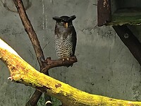 Maleisie En Java 2018 04 - Kuala Lumpur - Bird Park 45