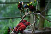 Maleisie En Java 2018 04 - Kuala Lumpur - Bird Park 48
