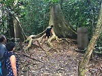 Maleisie En Java 2018 06 - Taman Negara - Jungle 01
