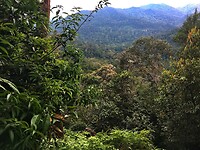 Maleisie En Java 2018 06 - Taman Negara - Jungle 03