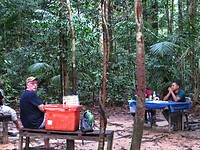 Maleisie En Java 2018 06 - Taman Negara - Jungle 06