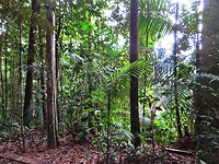 Maleisie En Java 2018 06 - Taman Negara - Jungle 07