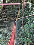 Maleisie En Java 2018 06 - Taman Negara - Jungle 09