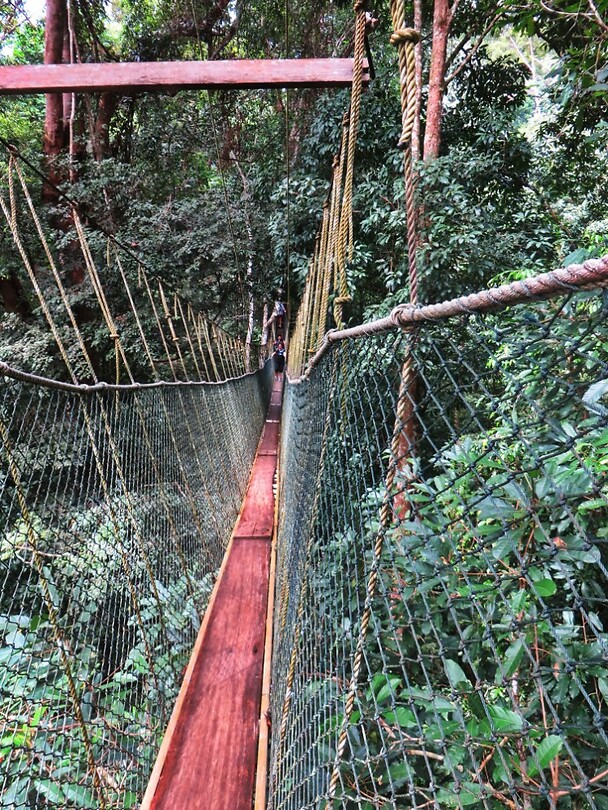 Maleisie En Java 2018 06 - Taman Negara - Jungle 09