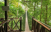 Maleisie En Java 2018 06 - Taman Negara - Jungle 10