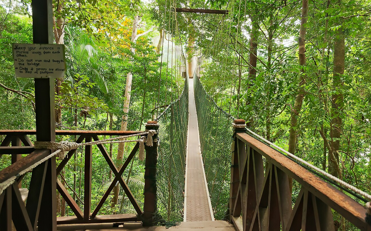 Maleisie En Java 2018 06 - Taman Negara - Jungle 10