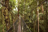 Maleisie En Java 2018 06 - Taman Negara - Jungle 11