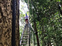 Maleisie En Java 2018 06 - Taman Negara - Jungle 14