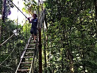 Maleisie En Java 2018 06 - Taman Negara - Jungle 16