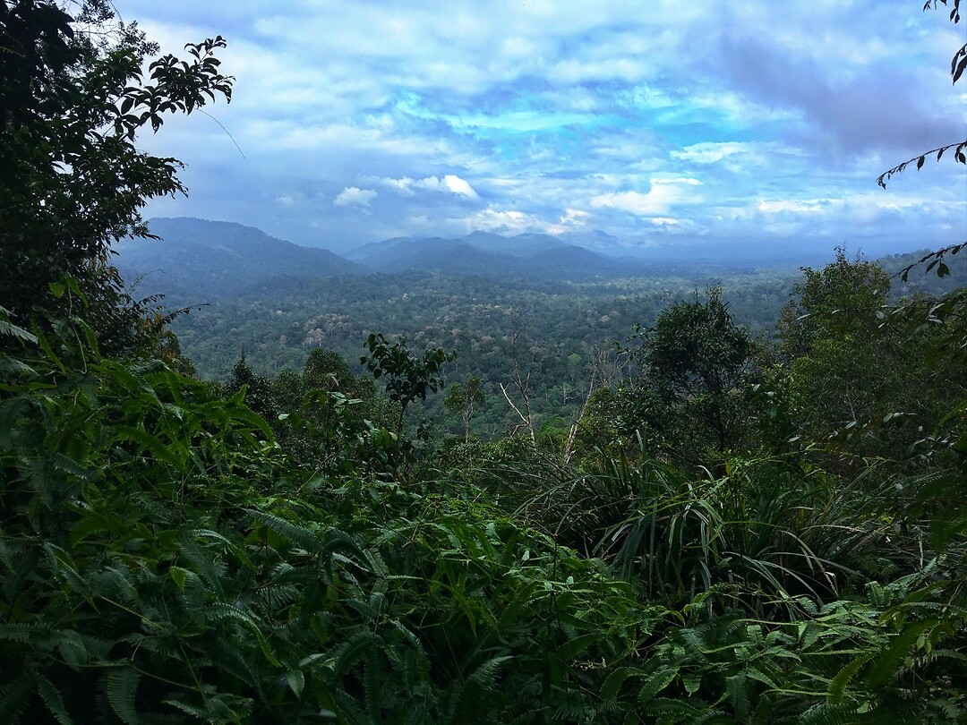 Maleisie En Java 2018 06 - Taman Negara - Jungle 24
