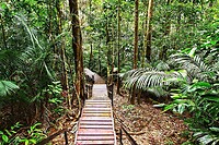 Maleisie En Java 2018 06 - Taman Negara - Jungle 25
