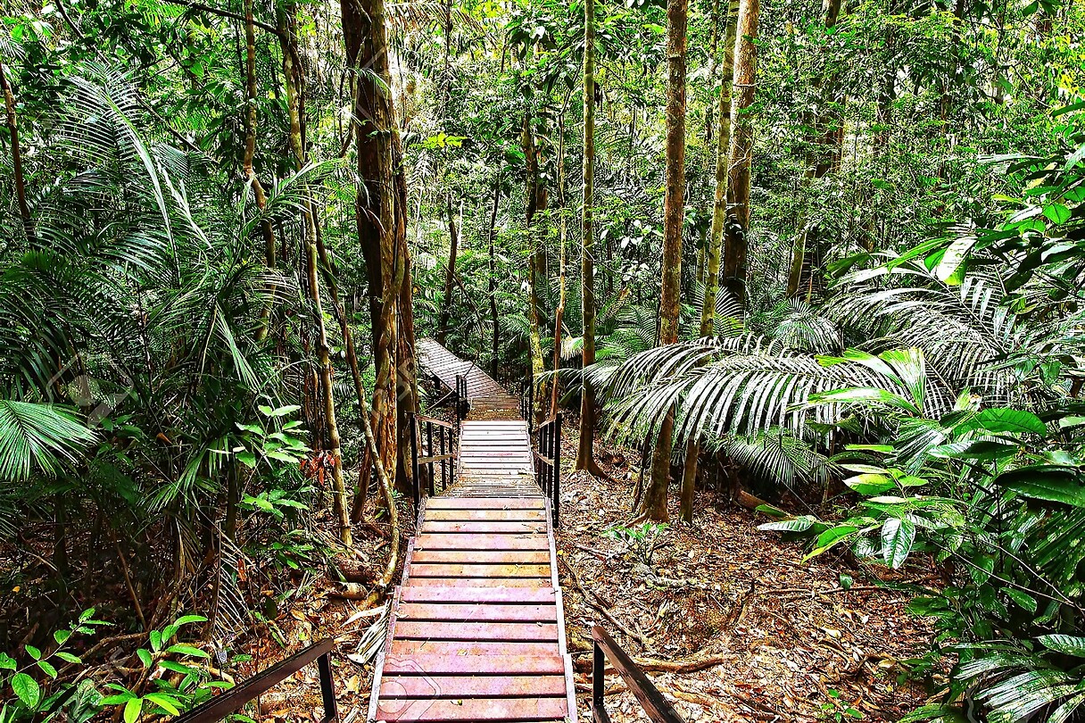 Maleisie En Java 2018 06 - Taman Negara - Jungle 25