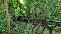Maleisie En Java 2018 06 - Taman Negara - Jungle 26