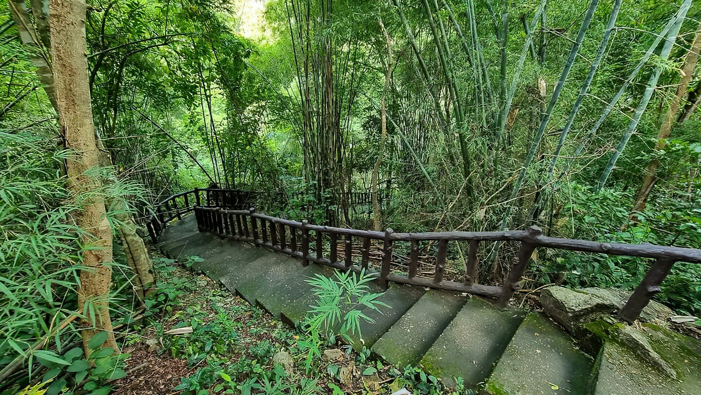 Maleisie En Java 2018 06 - Taman Negara - Jungle 26
