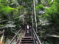 Maleisie En Java 2018 06 - Taman Negara - Jungle 27