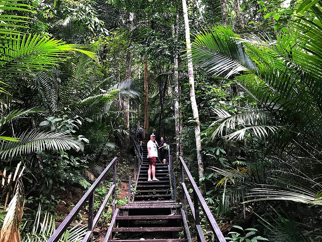 Maleisie En Java 2018 06 - Taman Negara - Jungle 27