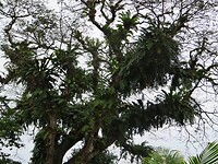 Maleisie En Java 2018 07 - Taman Negara - Hotel 08