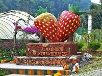 Maleisie En Java 2018 08 - Cameron Highland - Aardbeien 02