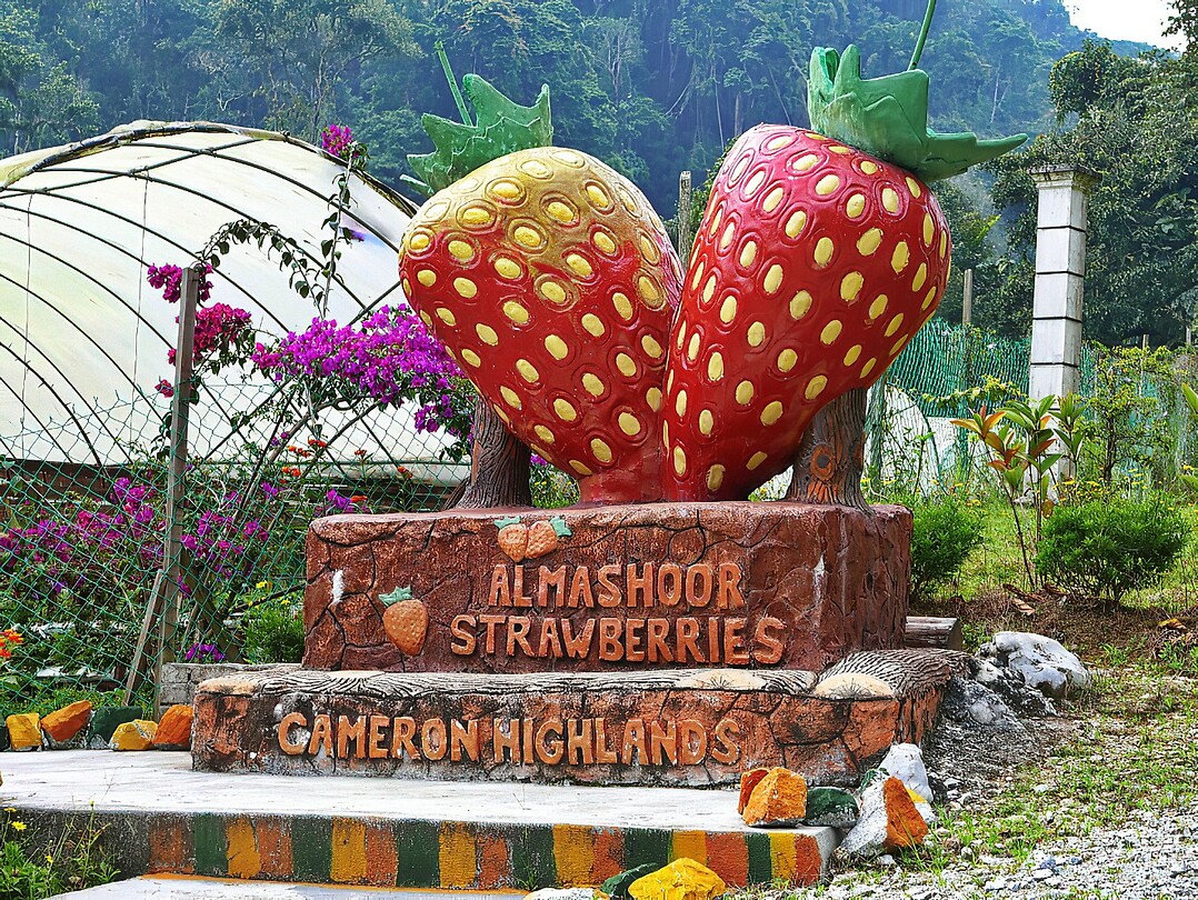 Maleisie En Java 2018 08 - Cameron Highland - Aardbeien 02