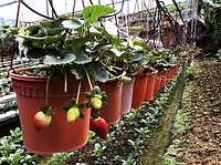 Maleisie En Java 2018 08 - Cameron Highland - Aardbeien 04