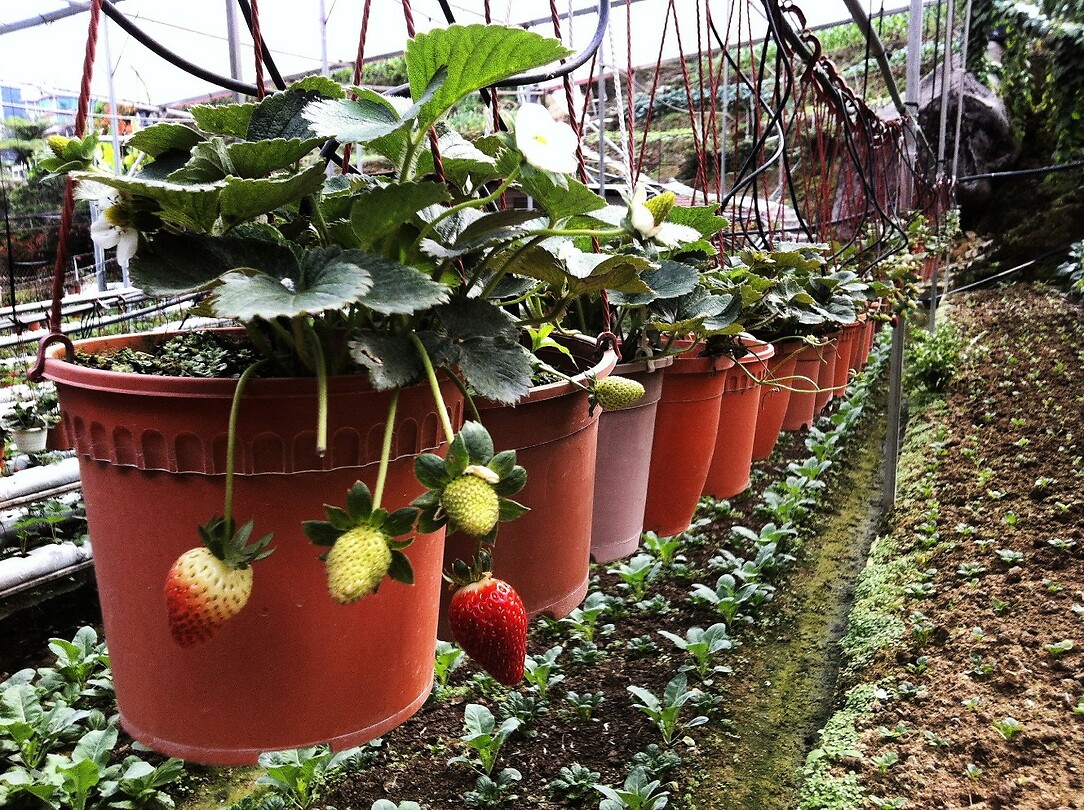 Maleisie En Java 2018 08 - Cameron Highland - Aardbeien 04