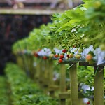 Maleisie En Java 2018 08 - Cameron Highland - Aardbeien 06