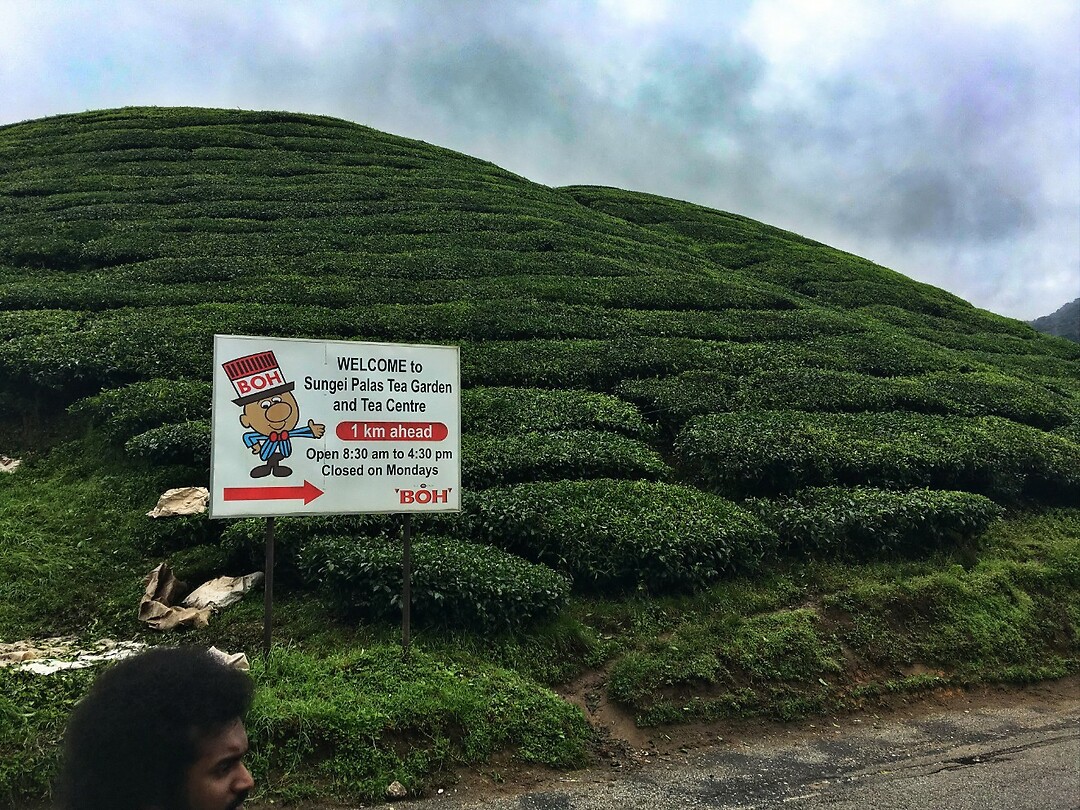 Maleisie En Java 2018 08 - Cameron Highland - Theeplantage 01