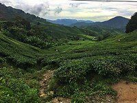 Maleisie En Java 2018 08 - Cameron Highland - Theeplantage 02
