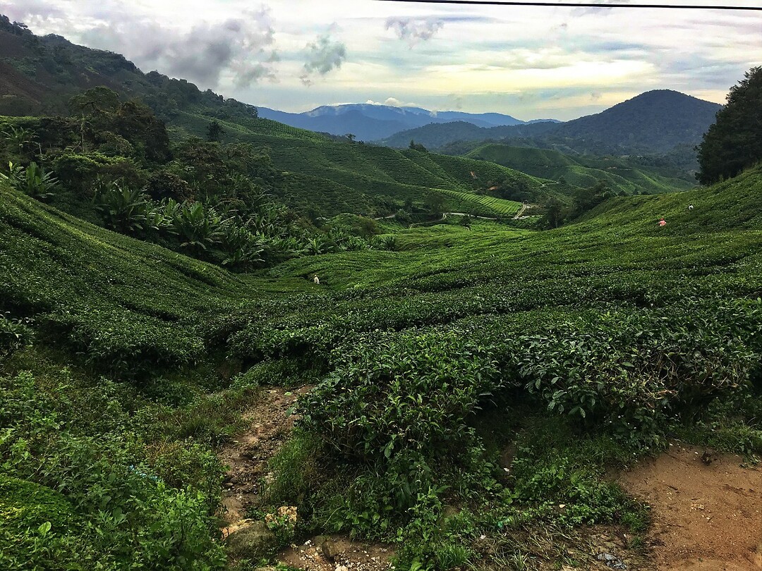 Maleisie En Java 2018 08 - Cameron Highland - Theeplantage 02