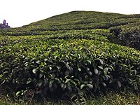 Maleisie En Java 2018 08 - Cameron Highland - Theeplantage 03