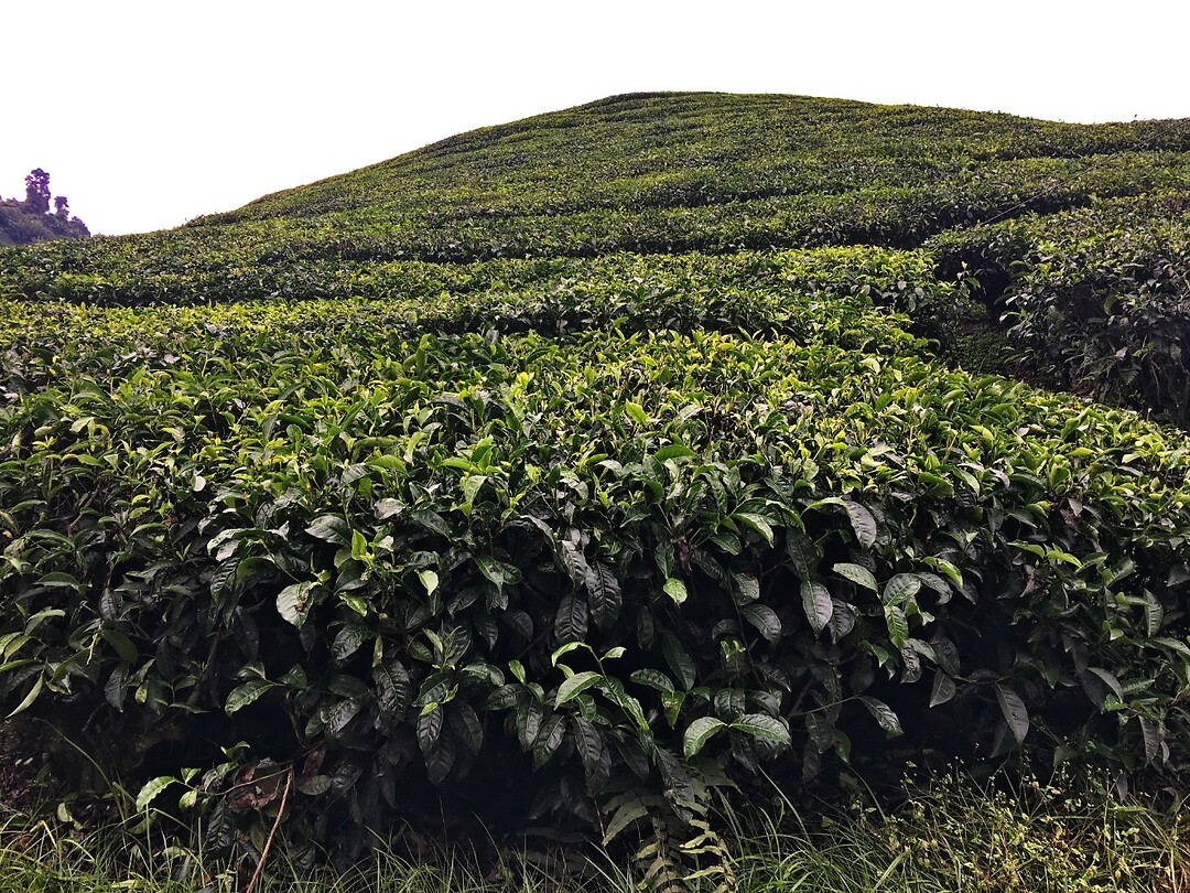 Maleisie En Java 2018 08 - Cameron Highland - Theeplantage 03