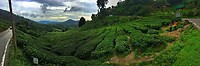 Maleisie En Java 2018 08 - Cameron Highland - Theeplantage 04