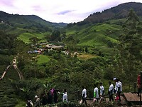 Maleisie En Java 2018 08 - Cameron Highland - Theeplantage 05