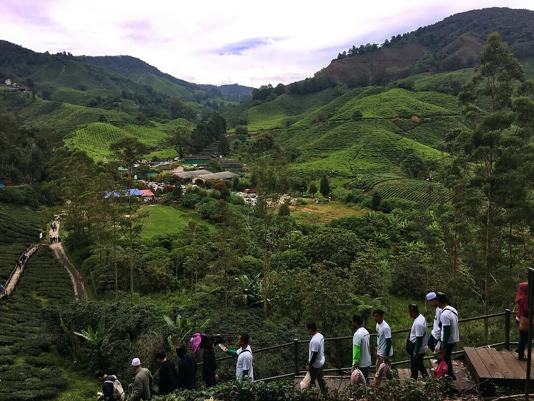Maleisie En Java 2018 08 - Cameron Highland - Theeplantage 05