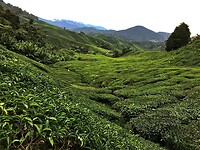 Maleisie En Java 2018 08 - Cameron Highland - Theeplantage 06