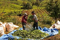 Maleisie En Java 2018 08 - Cameron Highland - Theeplantage 10