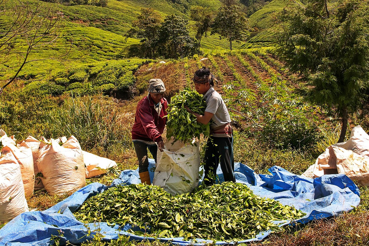 Maleisie En Java 2018 08 - Cameron Highland - Theeplantage 10
