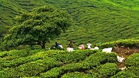 Maleisie En Java 2018 08 - Cameron Highland - Theeplantage 11