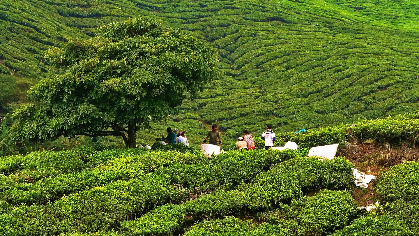 Maleisie En Java 2018 08 - Cameron Highland - Theeplantage 11